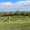 opstina posetila vinariju zorca (2).jpg