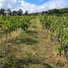 opstina posetila vinariju zorca (3).jpg