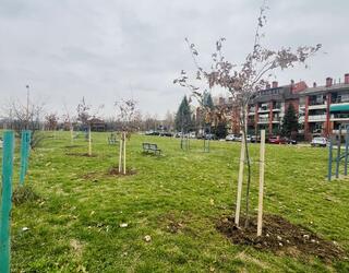 ГО Лазаревац наставила са оплемењивањем зелених површина (6)