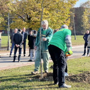 Otpocela sadnja novih stabala u Gradskom parku u Lazarevcu (7)