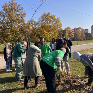 Otpocela sadnja novih stabala u Gradskom parku u Lazarevcu (13)